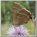 Thecla betulae - Nierenfleck-Zipfelfalter 04.jpg